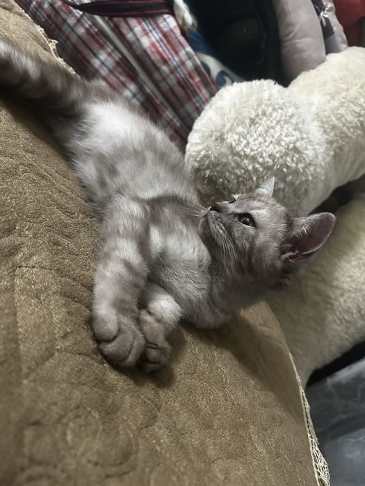 Британский котенок 3 месяц