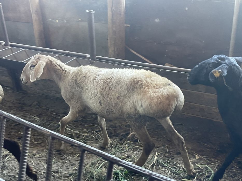 Продам баран стоят на откорме