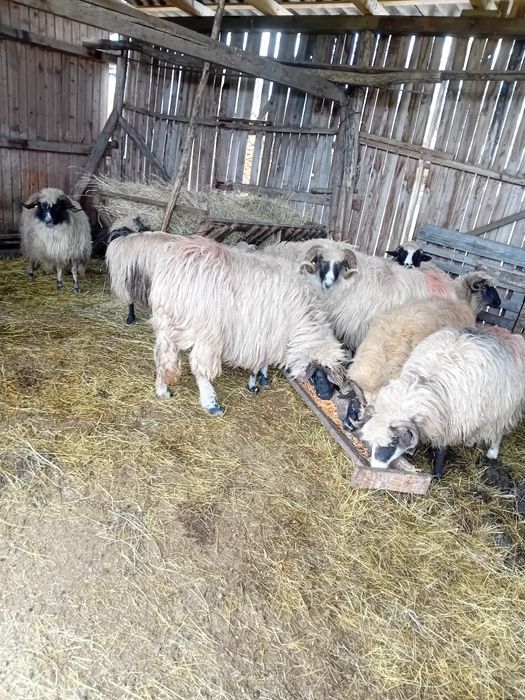 Vând 5 oi si 4 cârlane