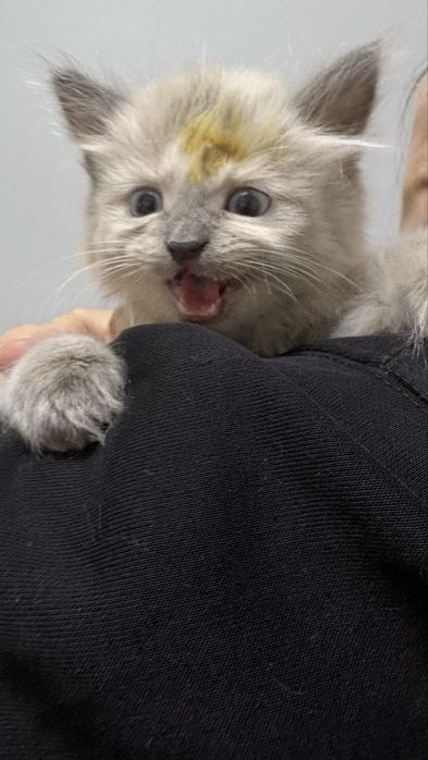 Котенок в добрые руки