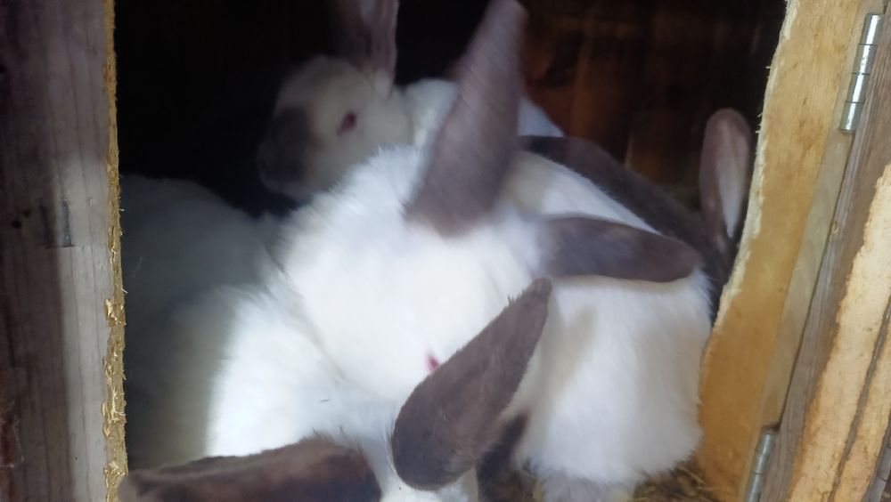 Продам кролов,кролих.