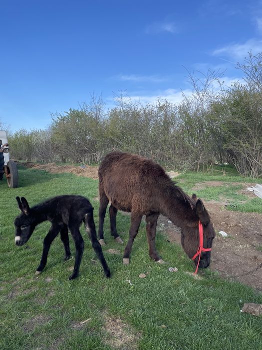 Lapte de măgăriță