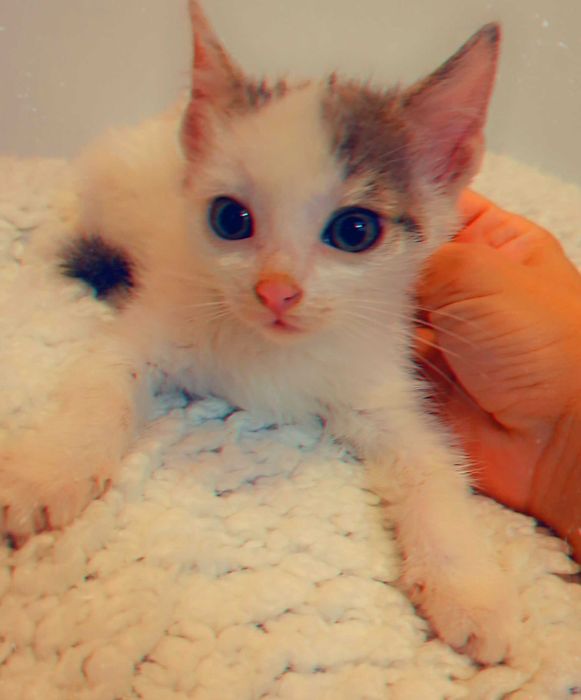 Adoptie pui de pisica Shuri