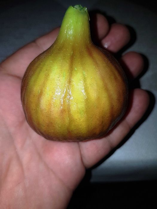 Vând smochin Brunswick