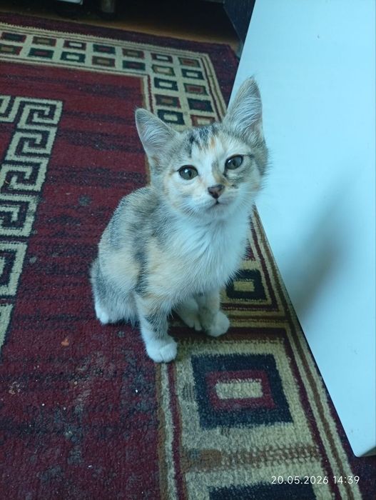 котенок девочка к
