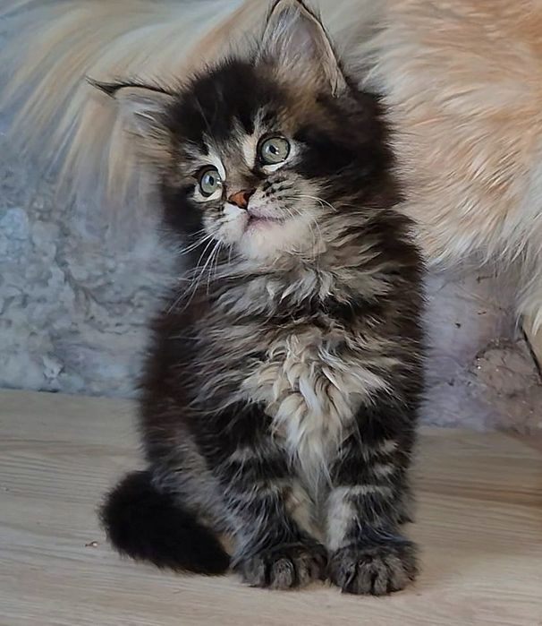 Котята породы Мейн-кун