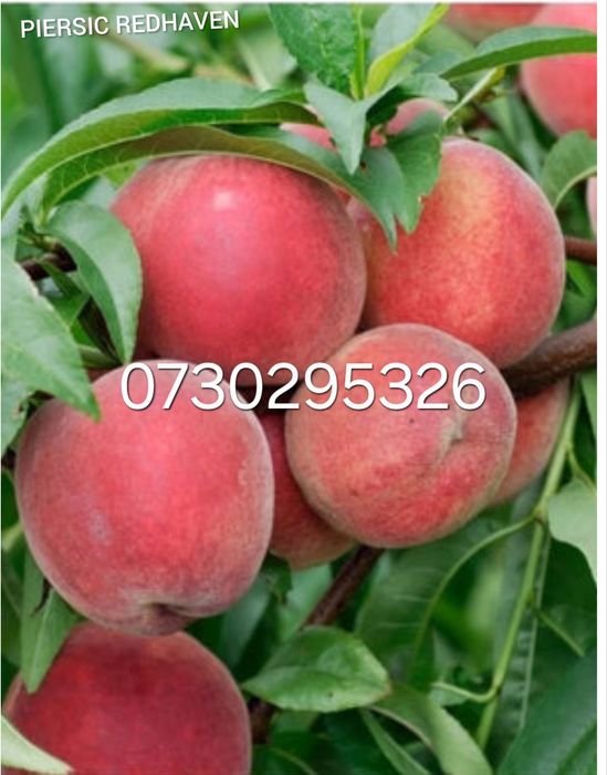 Vând Pomii Fructiferi Altoiți Columnari anul 3 de vegetație Certificaț