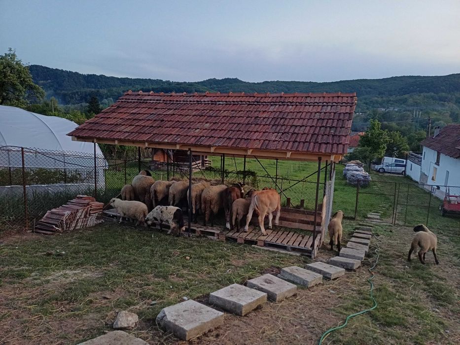 Vand miei si oi carabase