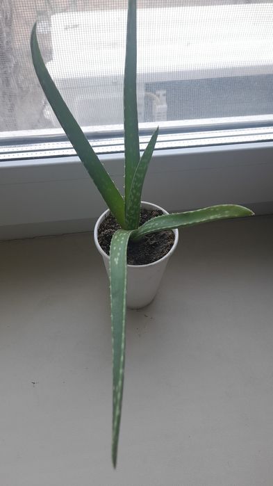 Лечебный алоэ вера.