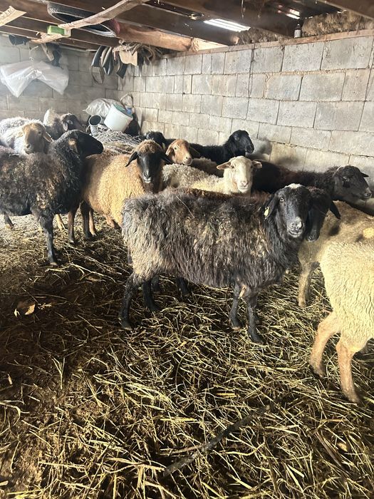 Қой баран овцы саулық