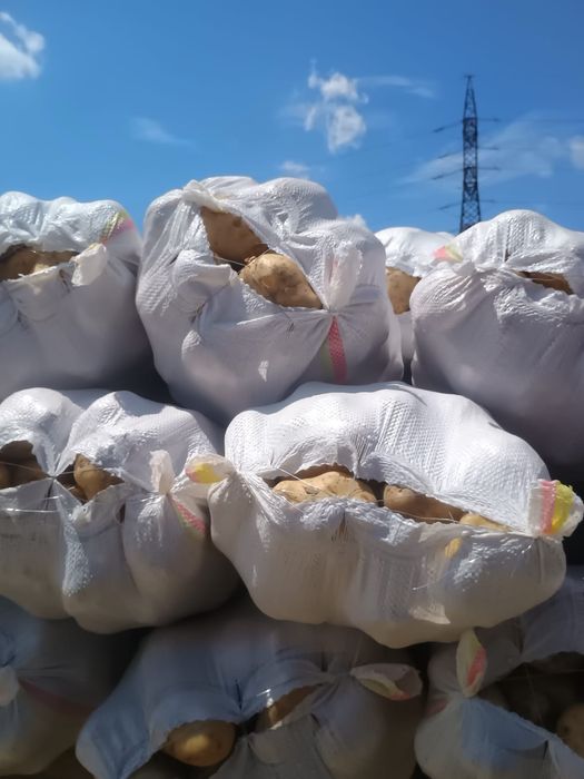 Vand cartofi de consum recolta 2026 Calitate Superioara