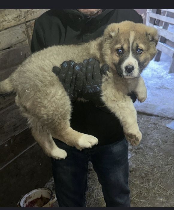 Алабай мальчик 3 месяца