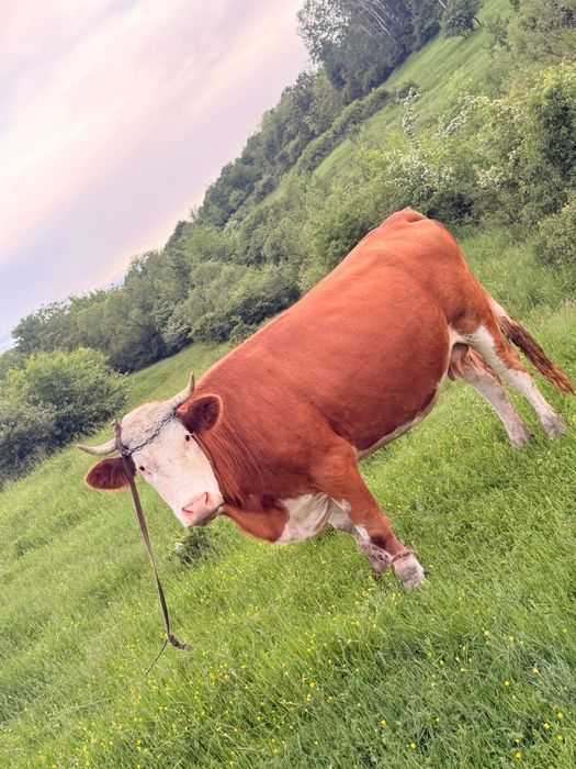 De vânzare doua vaci!