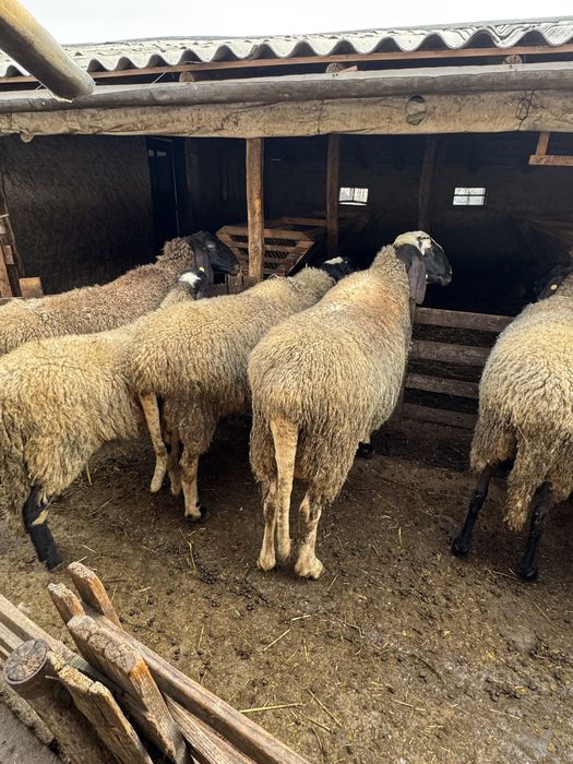 Vand berbeci carabasi de prasila