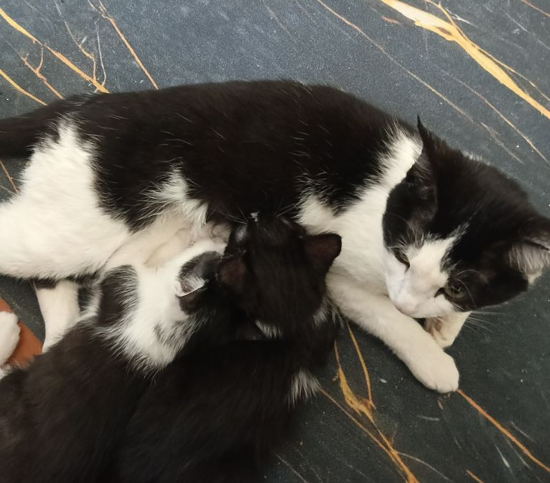 Отдам катят в добрые руки .