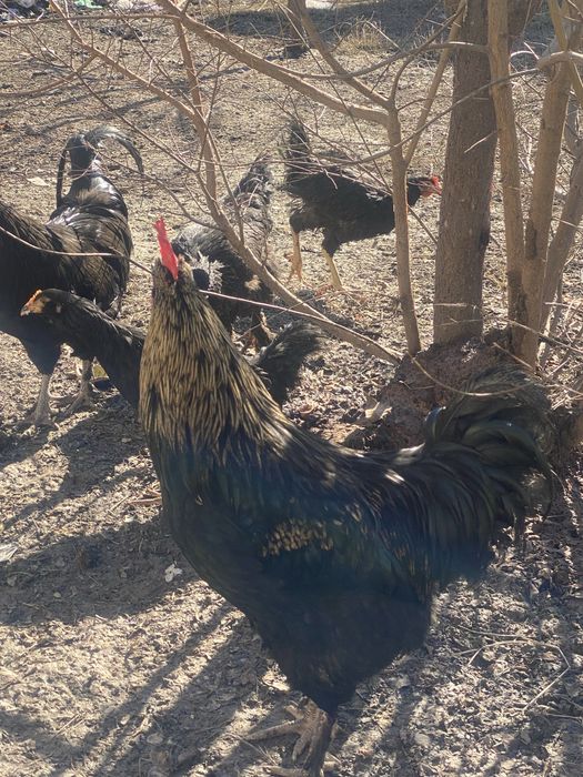 Xo’rozlar sotiladi