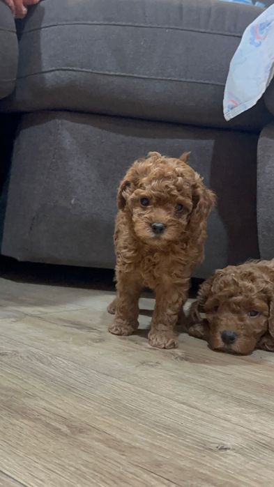 Щенки той пуделя