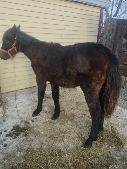 Жабағы сатылады ұрғашы