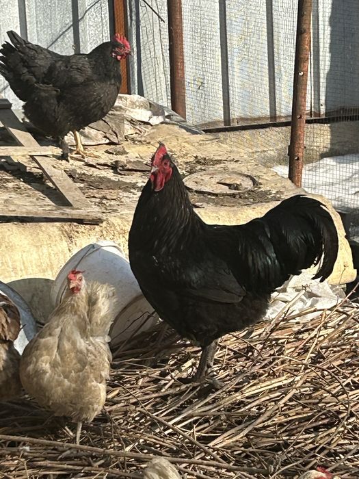 Продам джерсийский гигант