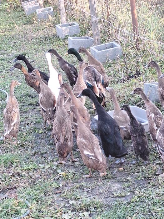 Rate indiene/Indiai futókacsák