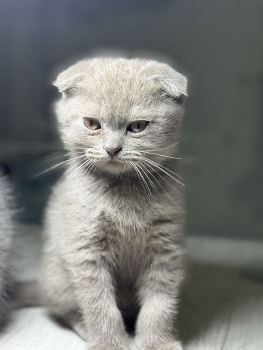 Продаются котята