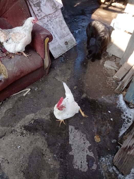 Петух молодой продам