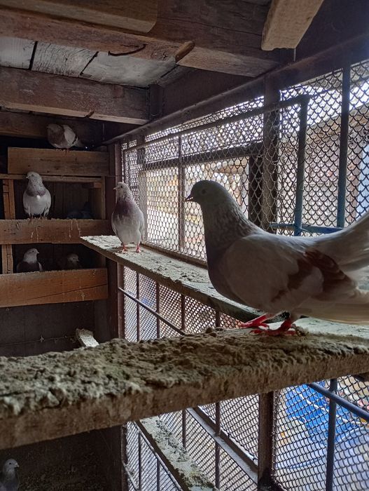 Vând porumbei de ornament rasa mica (blondineți)