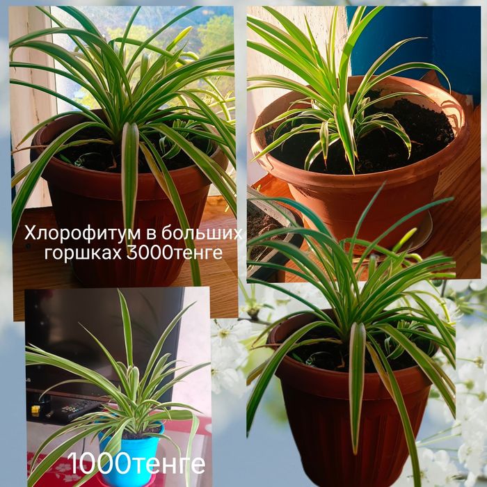 Комнатные цветы в горшках