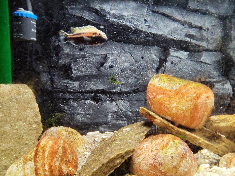 Африкански цихлиди Меланохромис ауратус (Melanochromis auratus)