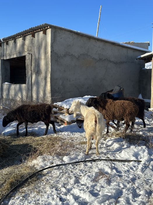 Орыс ешкі заенский