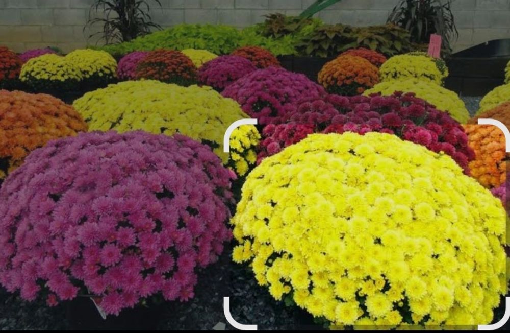 Xrizantema globus ko'chalar