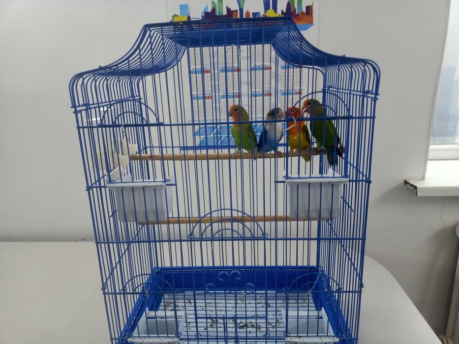 Папугайлар (тоты құстар) !!!