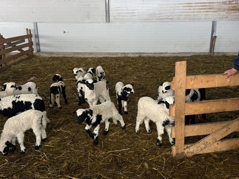 Miei din fatări gemelare , rasa Țurcană .