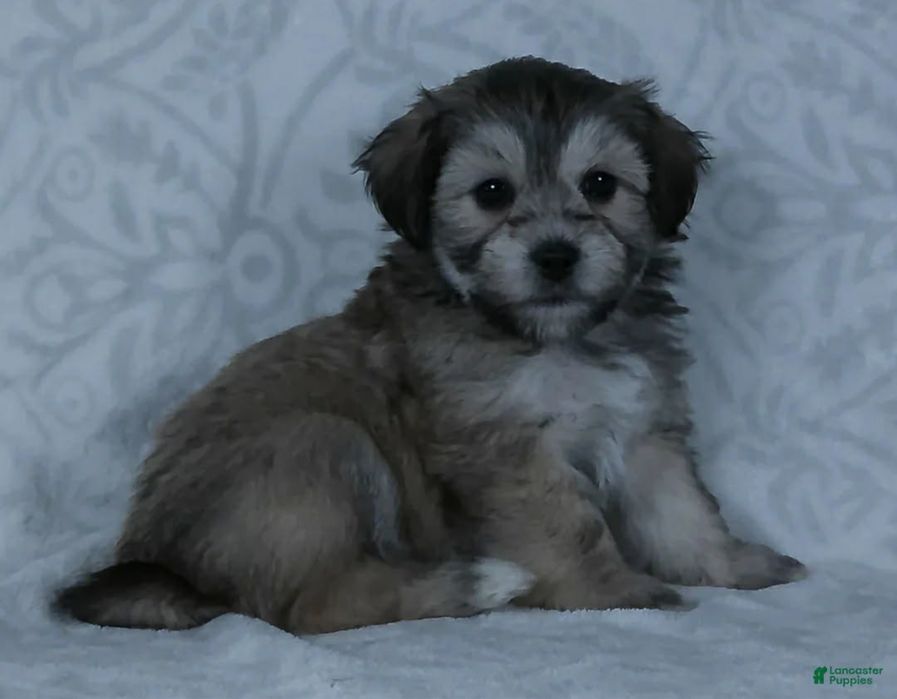 Bichon havanez talie mica