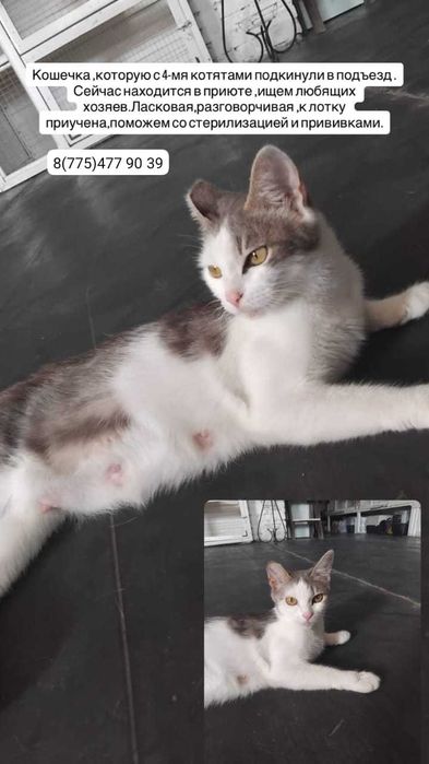 Кошка с котятами  ищут дом