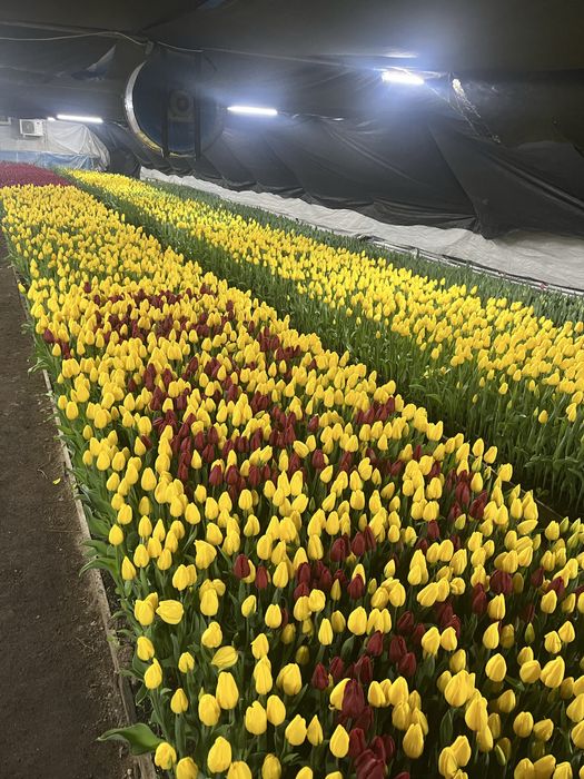 Тюльпаны оптом голландские