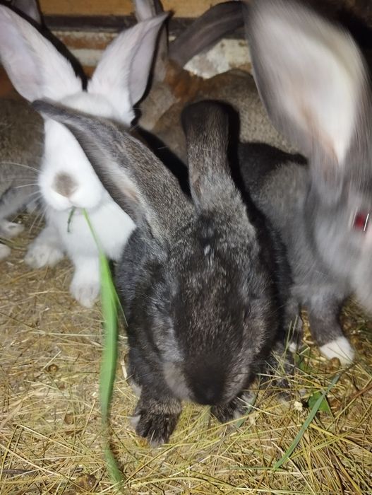 Крольчата двухмесячные