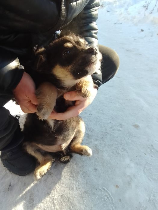 Отдам щенков двух