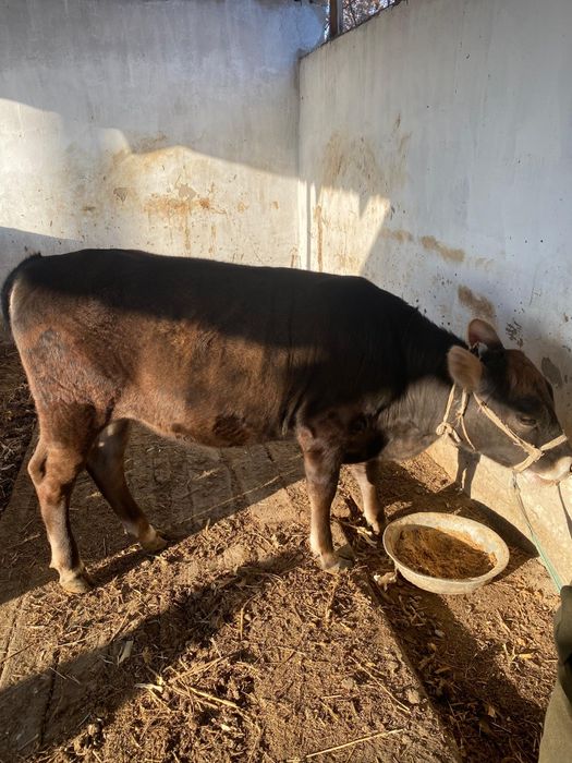 Құражын бір жастан асты