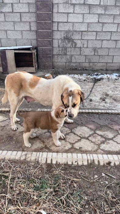 Щенок Алабая 2 месяца