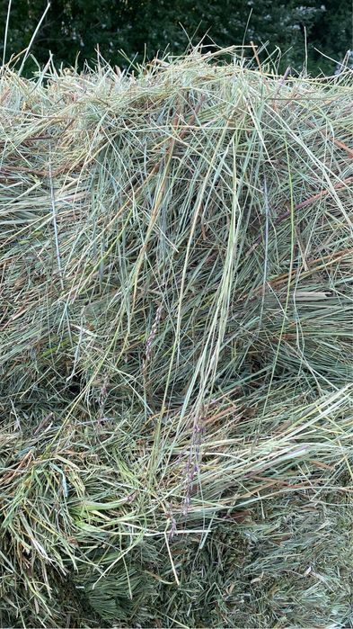 Продам сено луговое