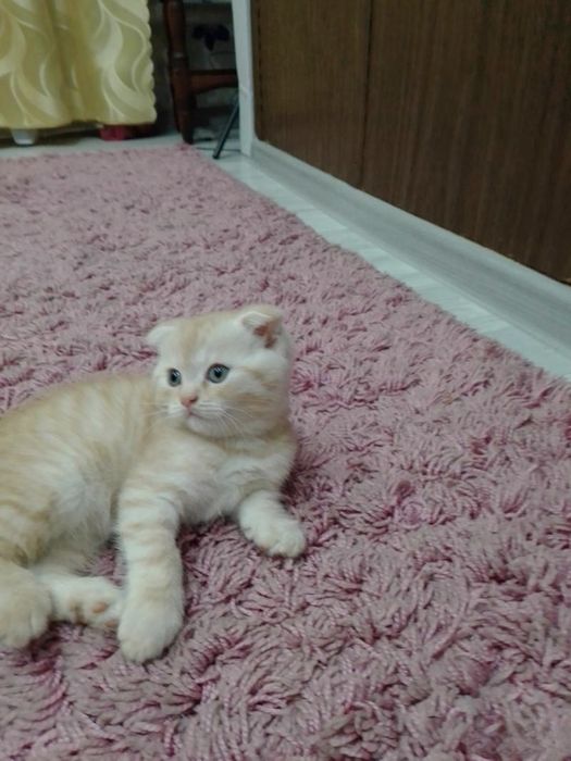 Шотландский котята