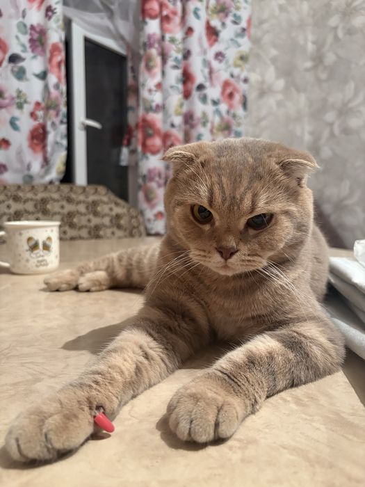 Шотландский вислоухий кот,3месеца