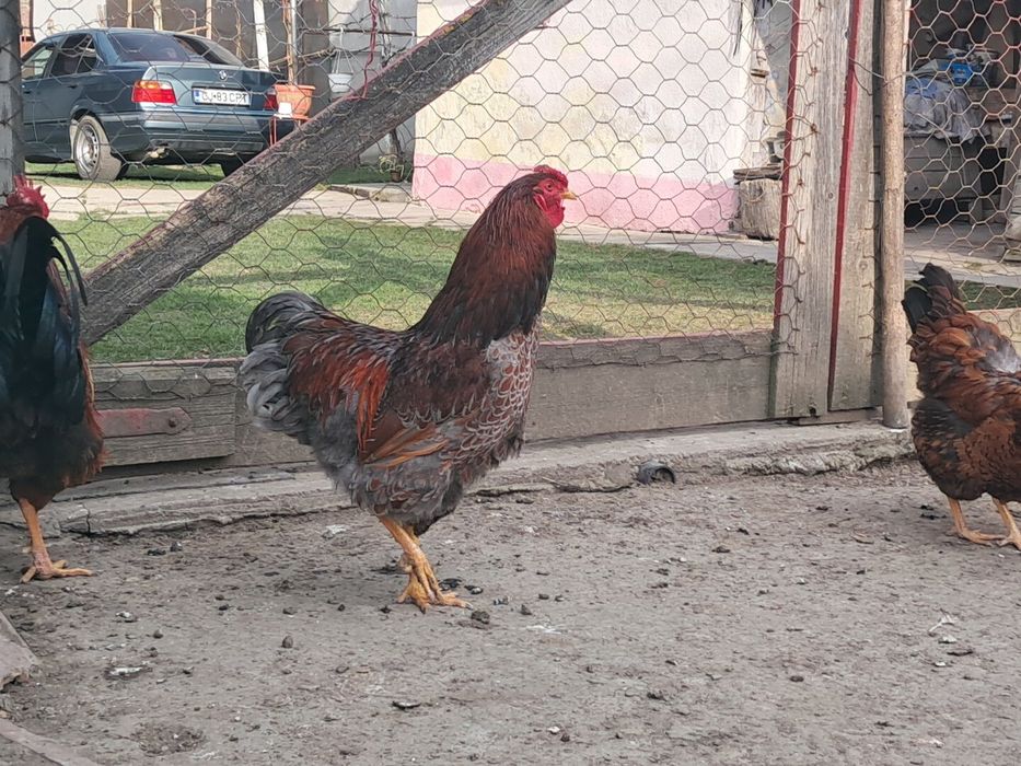 Cocos wyandott rosu albastru tineret