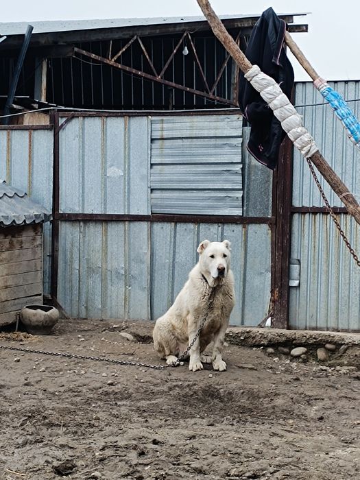 щенок сао алабай