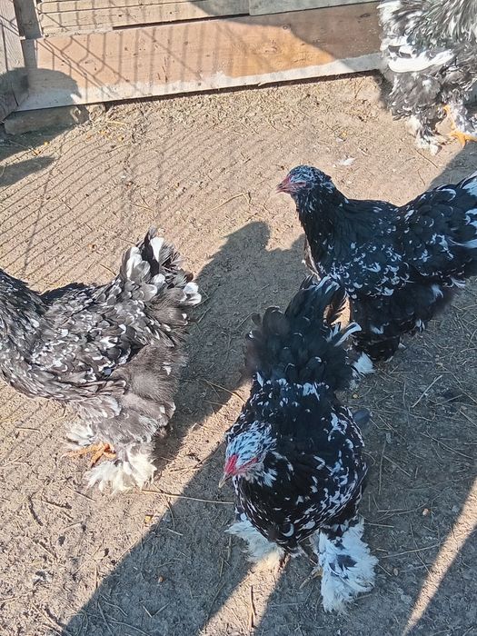 De vânzare ouă și  pui de rasă  brahma