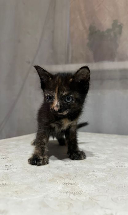Отдам котят в доьрые руки