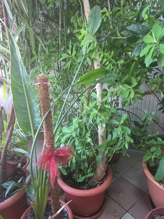 vând plante uriașe: eucalipt, arbore de cauciuc si ficus