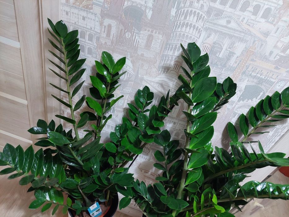 Цветы для офисов и гостиниц