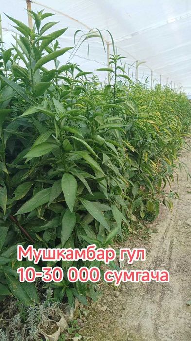 Гуллар. Хона ва Уй гуллари
